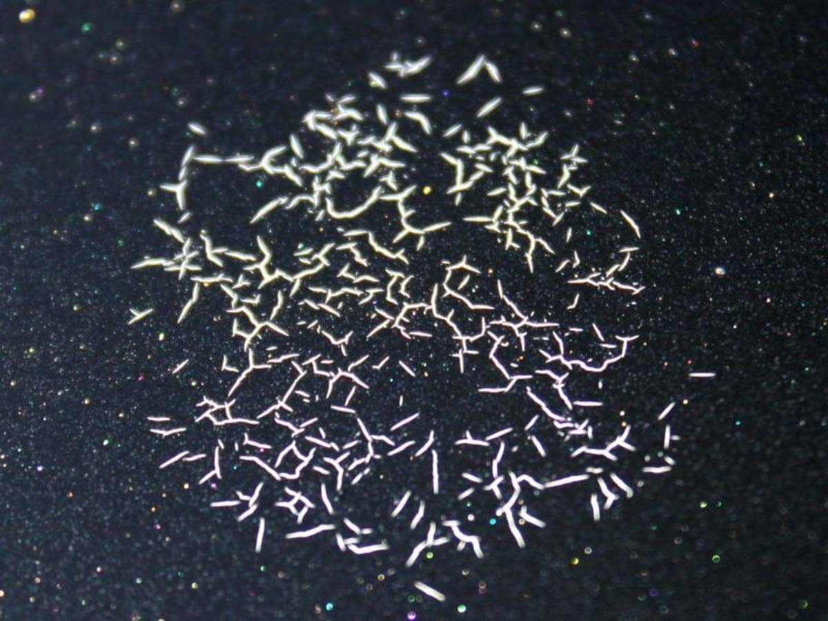 Car Paint 最怕之一！鸟粪对车漆影响有多大？