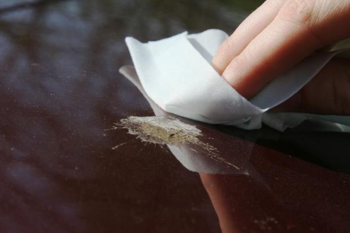 Car Paint 最怕之一！鸟粪对车漆影响有多大？